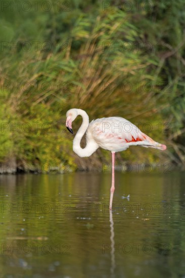 Greater Flamingo (Phoenicopterus roseus) standing in the water, Parc Naturel Regional de Camargue, France