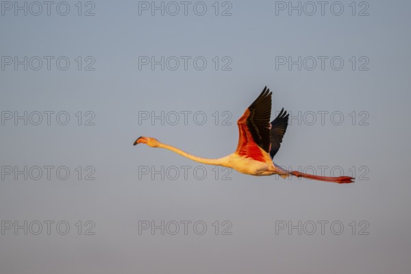 Greater Flamingo (Phoenicopterus roseus) flying in the sky at sunset, Parc Naturel Regional de Camargue, France