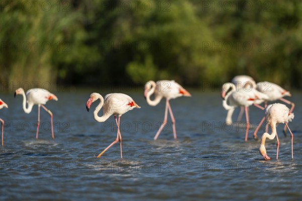 Greater Flamingos (Phoenicopterus roseus) walking in the water, Parc Naturel Regional de Camargue, France
