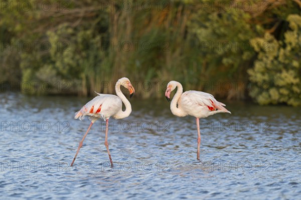 Greater Flamingo (Phoenicopterus roseus) standing in the water at sunset, Parc Naturel Regional de Camargue, France