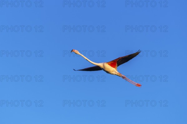 Greater Flamingo (Phoenicopterus roseus) flying in the sky at sunset, Parc Naturel Regional de Camargue, France