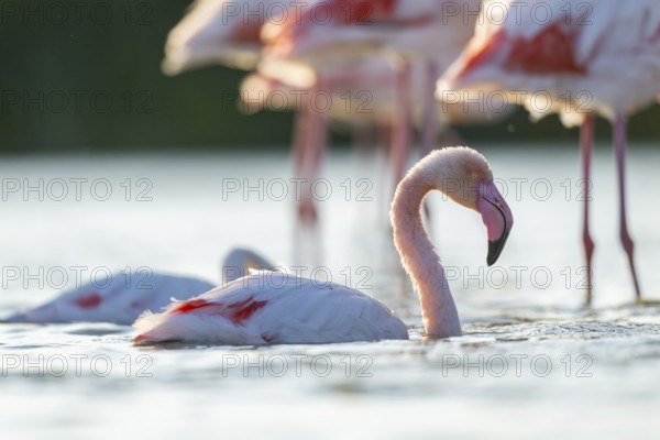 Greater Flamingo (Phoenicopterus roseus) in the water cleaning its feathers at sunset, Parc Naturel Regional de Camargue, France