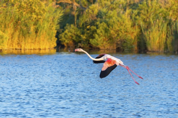 Greater Flamingo (Phoenicopterus roseus) landing in the water at sunset, Parc Naturel Regional de Camargue, France