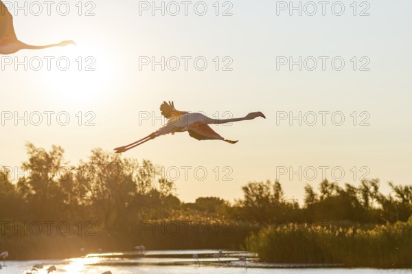 Greater Flamingo (Phoenicopterus roseus) flying in the sky, Parc Naturel Regional de Camargue, France