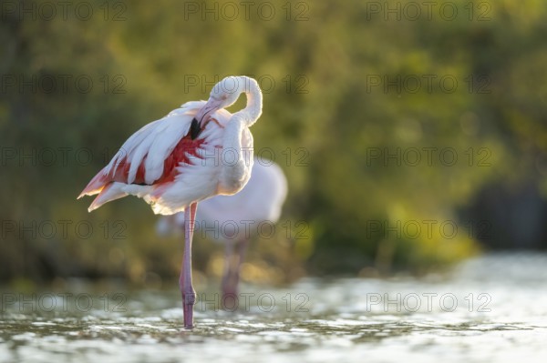 Greater Flamingo (Phoenicopterus roseus) standing in the water at sunset, Parc Naturel Regional de Camargue, France