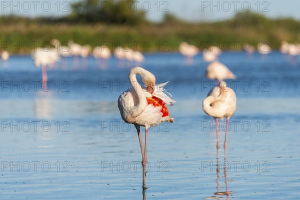 Greater Flamingos (Phoenicopterus roseus) standing in the water, Parc Naturel Regional de Camargue, France