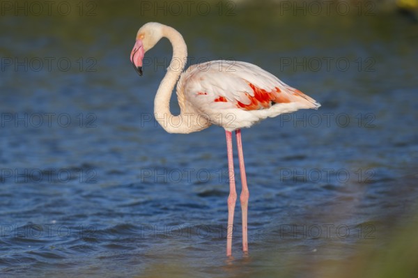Greater Flamingo (Phoenicopterus roseus) standing in the water, Parc Naturel Regional de Camargue, France