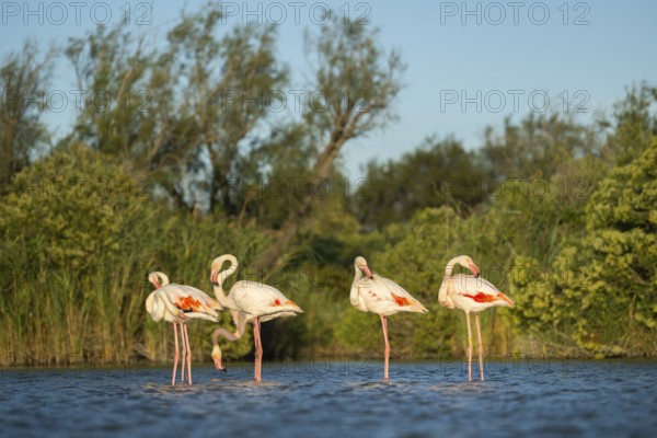 Greater Flamingos (Phoenicopterus roseus) standing in the water, Parc Naturel Regional de Camargue, France