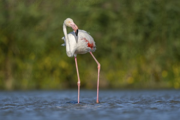Greater Flamingo (Phoenicopterus roseus) walking in the water, Parc Naturel Regional de Camargue, France