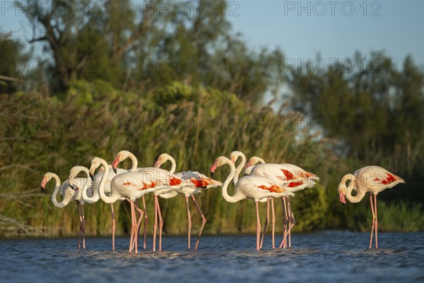 Greater Flamingos (Phoenicopterus roseus) standing in the water, Parc Naturel Regional de Camargue, France