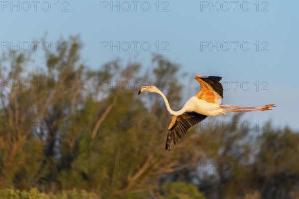 Greater Flamingo (Phoenicopterus roseus) landing in the water at sunset, Parc Naturel Regional de Camargue, France