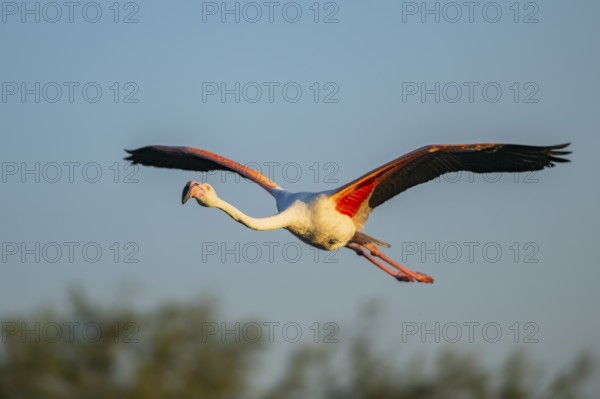 Greater Flamingo (Phoenicopterus roseus) flying in the sky at sunset, Parc Naturel Regional de Camargue, France