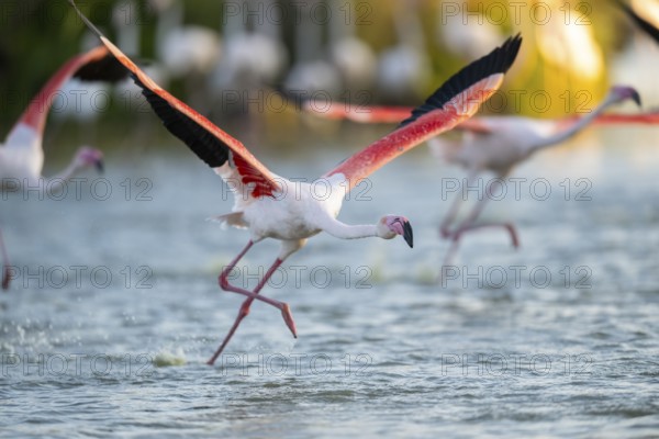 Greater Flamingo (Phoenicopterus roseus) starts flying from the water at sunset, Parc Naturel Regional de Camargue, France