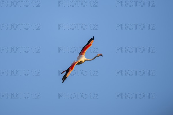 Greater Flamingo (Phoenicopterus roseus) flying in the sky at sunset, Parc Naturel Regional de Camargue, France