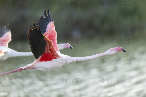 Greater Flamingo (Phoenicopterus roseus) starts flying from the water at sunset, Parc Naturel Regional de Camargue, France