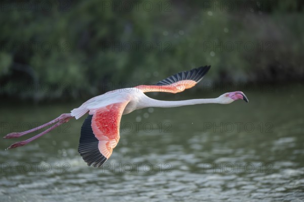 Greater Flamingo (Phoenicopterus roseus) starts flying from the water at sunset, Parc Naturel Regional de Camargue, France
