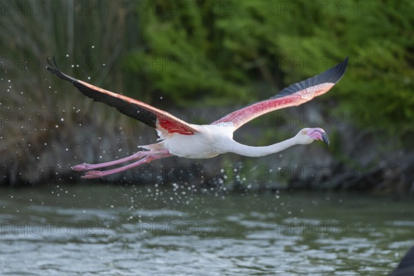Greater Flamingo (Phoenicopterus roseus) starts flying from the water at sunset, Parc Naturel Regional de Camargue, France