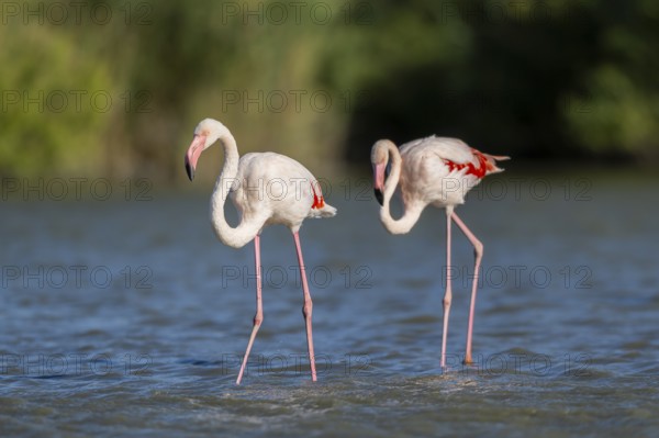 Greater Flamingos (Phoenicopterus roseus) walking in the water, Parc Naturel Regional de Camargue, France