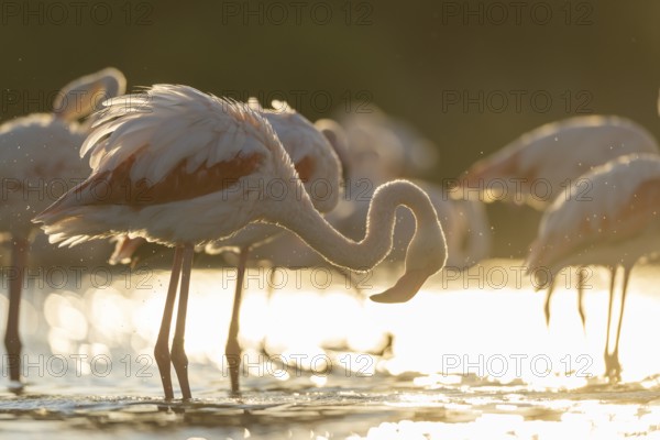 Greater Flamingo (Phoenicopterus roseus) standing in the water cleaning its feathers at sunset, Parc Naturel Regional de Camargue, France