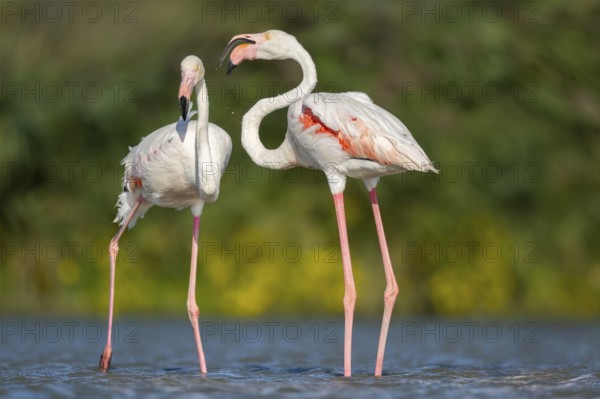 Greater Flamingos (Phoenicopterus roseus) standing in the water, Parc Naturel Regional de Camargue, France