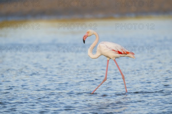 Greater Flamingo (Phoenicopterus roseus) walking in the water at sunset, Parc Naturel Regional de Camargue, France