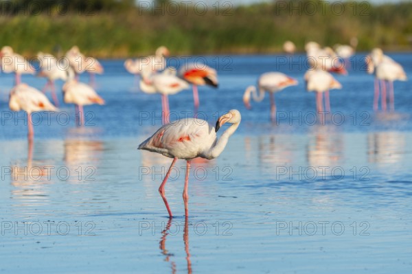 Greater Flamingo (Phoenicopterus roseus) standing in the water, Parc Naturel Regional de Camargue, France