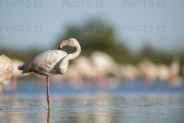 Greater Flamingo (Phoenicopterus roseus) standing in the water, Parc Naturel Regional de Camargue, France