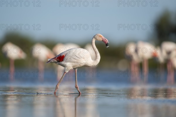 Greater Flamingo (Phoenicopterus roseus) walking in the water, Parc Naturel Regional de Camargue, France