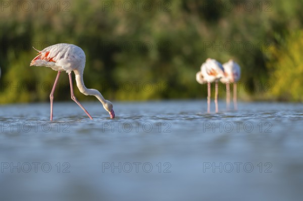 Greater Flamingos (Phoenicopterus roseus) walking in the water, Parc Naturel Regional de Camargue, France