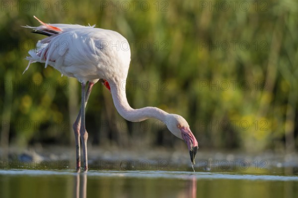 Greater Flamingo (Phoenicopterus roseus) standing in the water, Parc Naturel Regional de Camargue, France