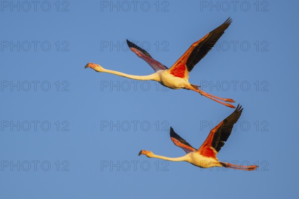Greater Flamingo (Phoenicopterus roseus) flying in the sky at sunset, Parc Naturel Regional de Camargue, France