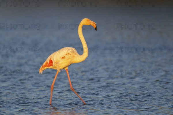 Greater Flamingo (Phoenicopterus roseus) walking in the water at sunset, Parc Naturel Regional de Camargue, France