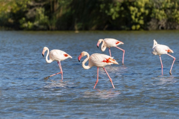 Greater Flamingos (Phoenicopterus roseus) walking in the water, Parc Naturel Regional de Camargue, France