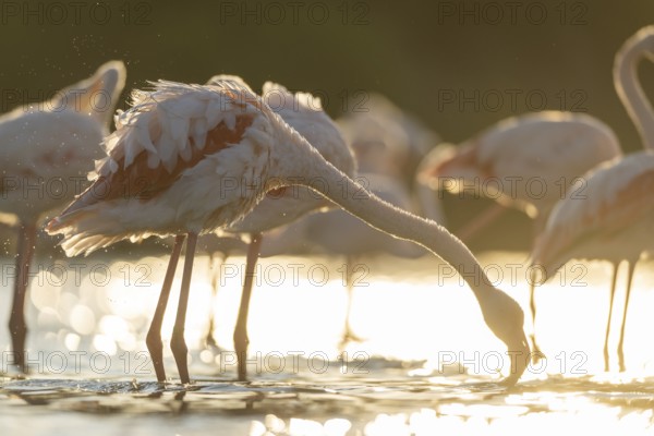 Greater Flamingo (Phoenicopterus roseus) standing in the water cleaning its feathers at sunset, Parc Naturel Regional de Camargue, France