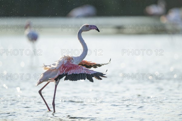 Greater Flamingo (Phoenicopterus roseus) shaking its wings, Parc Naturel Regional de Camargue, France