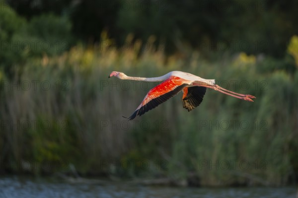 Greater Flamingo (Phoenicopterus roseus) starts flying from the water at sunset, Parc Naturel Regional de Camargue, France