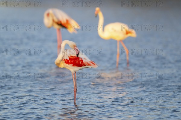 Greater Flamingo (Phoenicopterus roseus) standing in the water at sunset, Parc Naturel Regional de Camargue, France