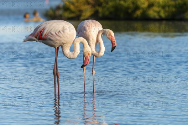 Greater Flamingos (Phoenicopterus roseus) standing in the water, Parc Naturel Regional de Camargue, France