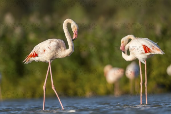 Greater Flamingos (Phoenicopterus roseus) walking in the water, Parc Naturel Regional de Camargue, France