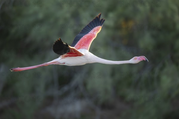 Greater Flamingo (Phoenicopterus roseus) starts flying from the water at sunset, Parc Naturel Regional de Camargue, France