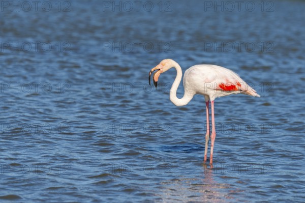 Greater Flamingo (Phoenicopterus roseus) standing in the water, Parc Naturel Regional de Camargue, France