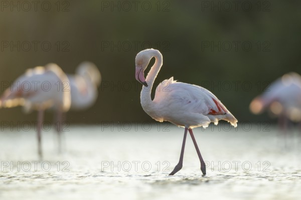 Greater Flamingo (Phoenicopterus roseus) walking in the water at sunset, Parc Naturel Regional de Camargue, France