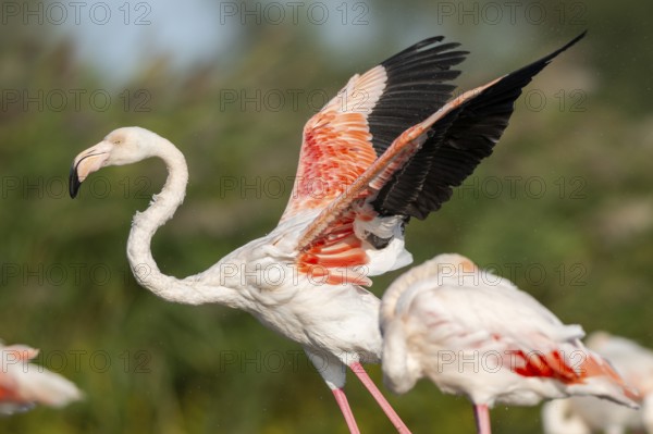 Greater Flamingo (Phoenicopterus roseus) shaking its wings, Parc Naturel Regional de Camargue, France