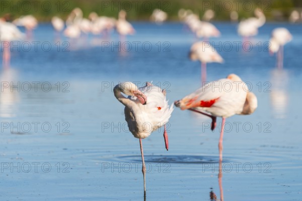 Greater Flamingo (Phoenicopterus roseus) standing in the water, Parc Naturel Regional de Camargue, France