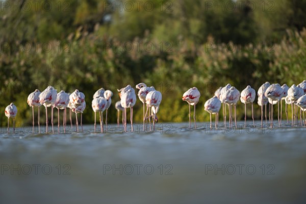 Greater Flamingos (Phoenicopterus roseus) standing in the water, Parc Naturel Regional de Camargue, France