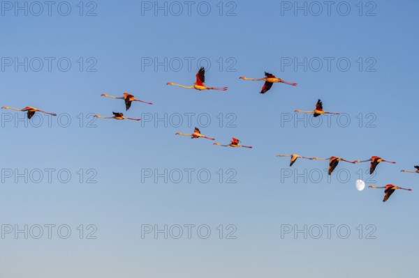 Greater Flamingo (Phoenicopterus roseus) flying in the sky at sunset, Parc Naturel Regional de Camargue, France