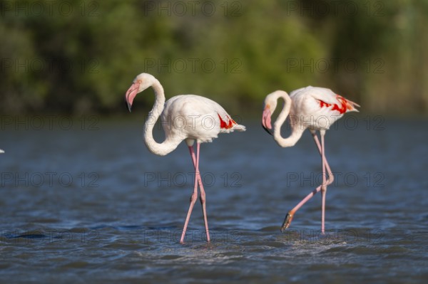 Greater Flamingos (Phoenicopterus roseus) walking in the water, Parc Naturel Regional de Camargue, France