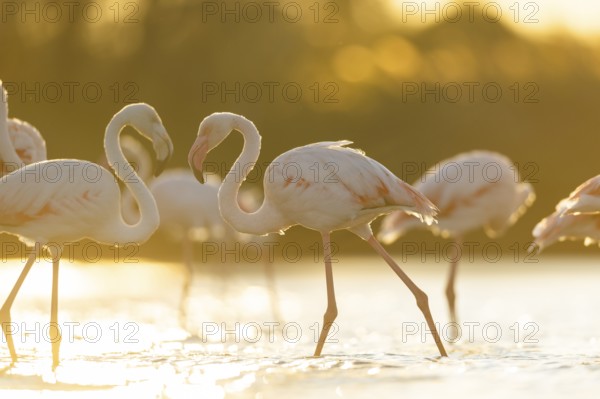 Greater Flamingo (Phoenicopterus roseus) walking in the water at sunset, Parc Naturel Regional de Camargue, France