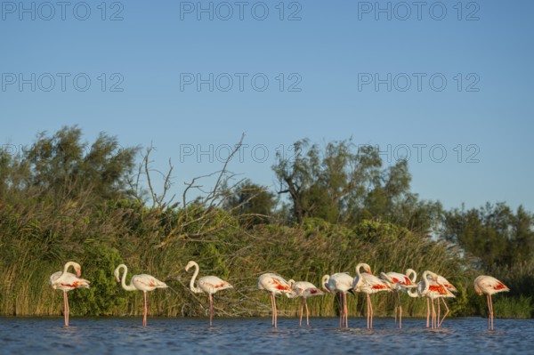 Greater Flamingos (Phoenicopterus roseus) standing in the water, Parc Naturel Regional de Camargue, France