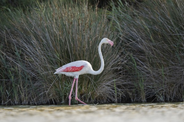 Greater Flamingo (Phoenicopterus roseus) walking in the water, Parc Naturel Regional de Camargue, France